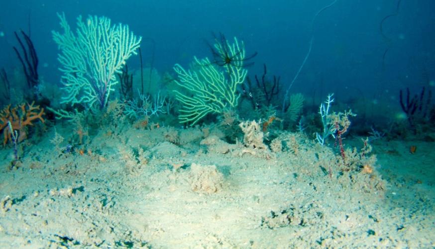 Coral reef long presumed dead rediscovered “teeming with life” off coast of Africa