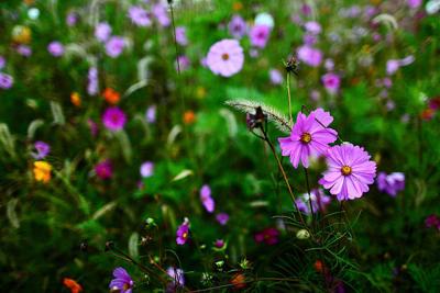 Grow your own wildflowers