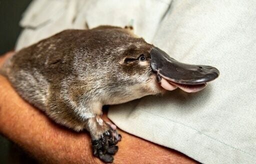 Weird guys: The platypus has found yet another way to stand out in the animal kingdom