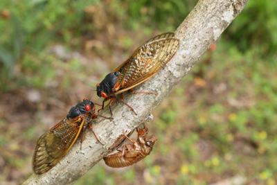 Cicadas