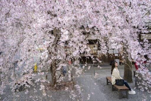Japanese locals and tourists have packed the country's most stunning cherry blossom spots