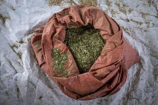 Dried prosopis leaves, mixed with other cereals, are turned into animal feed, while it is also used to make bricks and charcoal briquettes