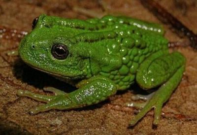 The new amphibian species, with the scientific name Gastrotheca mittaliiti, measures 2.7 to 3.3 centimetres (1 to 1.3 inches)