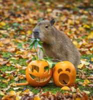 Capybara family celebrates first Halloween with pumpkin treats
