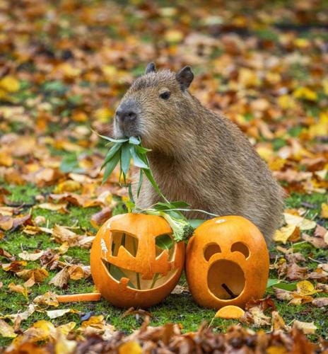 Capybaras pictured eating pumpkins filled with festive snacks
