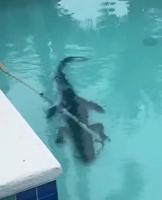Seven-foot alligator found in backyard pool- thrashes and spirals during removal