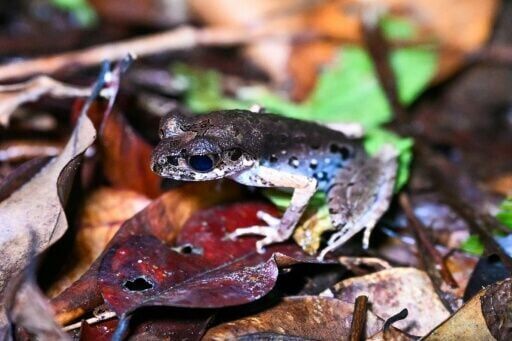 'Frogging' takes off in Borneo's jungle