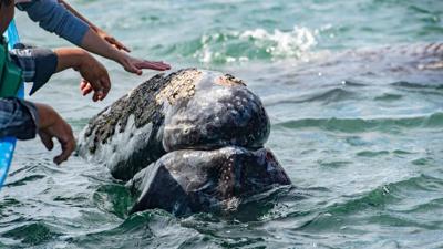 'Phenomena Tourism' Draws Travelers to Mexico for Renowned Whale Watching