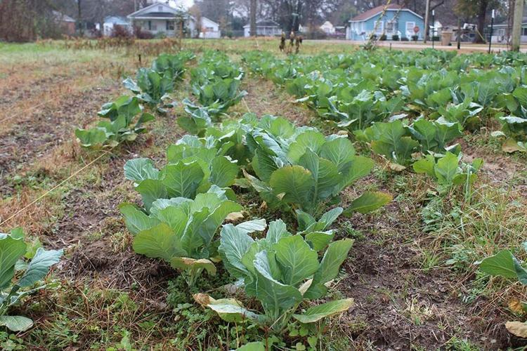 Local Farm Cooperative selling collards this weekend