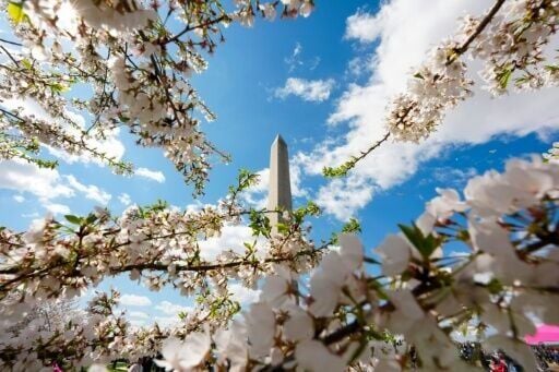 Cherry trees bloom in Washington, an event nicknamed 'petalpalooza' and which attracts thousands of tourists and local selfie-seekers