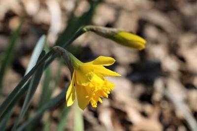 Daffodil stock