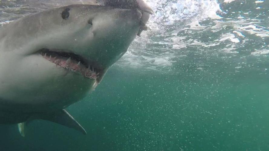 9-ft great white shark Brass Bed spotted off Florida coast