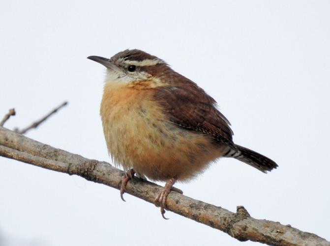 Two new contenders for world’s loudest bird identified in study of 123 species