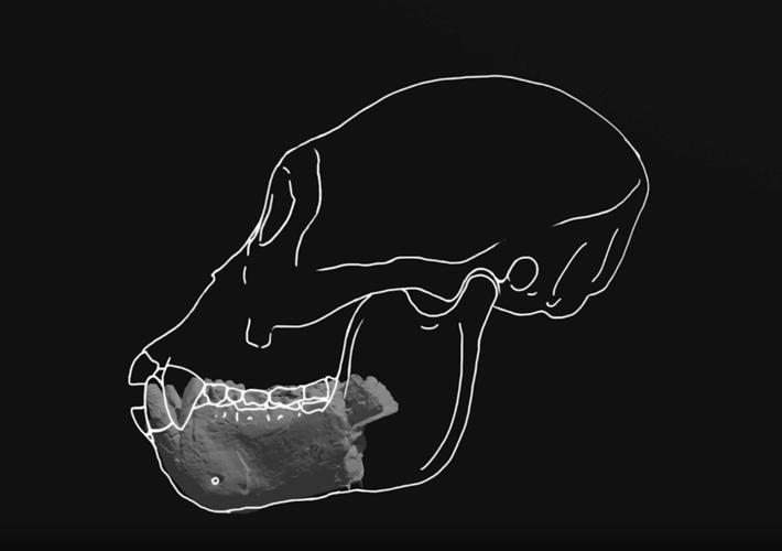 Screenshot 2026-03-26 at 11.27.45 AM