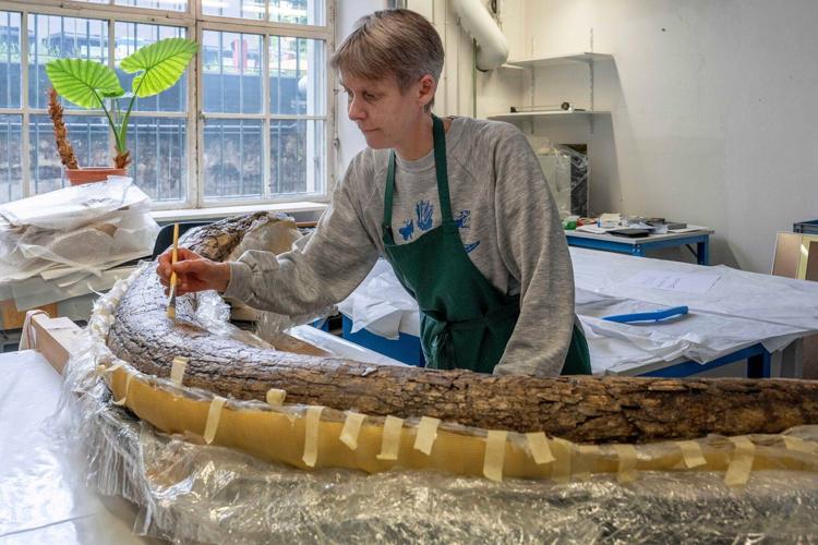 Recently discovered woolly mammoth was likely butchered by Ice Age hunters