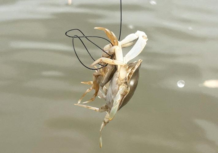 Young blue crabs hide in the shallows to avoid being eaten by cannibal cousins