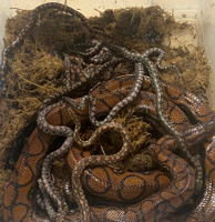 Experts baffled by snake’s second ‘virgin birth’