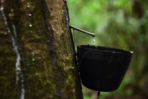 Rubber tappers forge sustainable future in Amazon