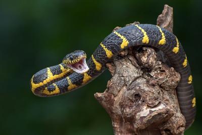 Man Bitten by Snakes 200 Times May Help Create New Antivenom
