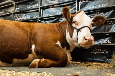 Cow from ADN