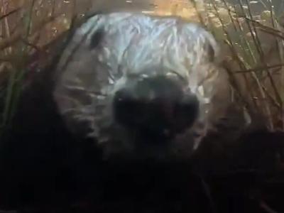 beaverselfie_featured