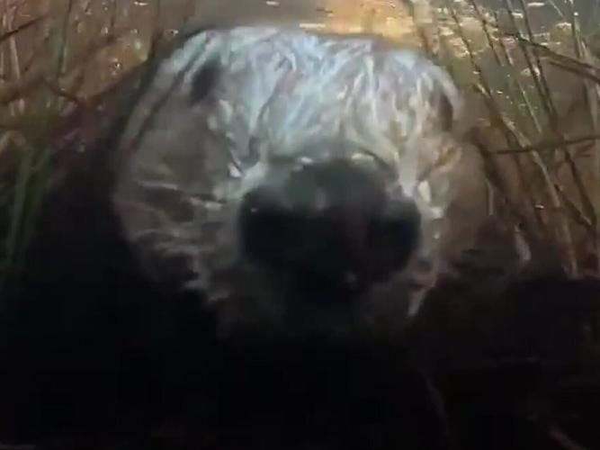 beaverselfie_featured