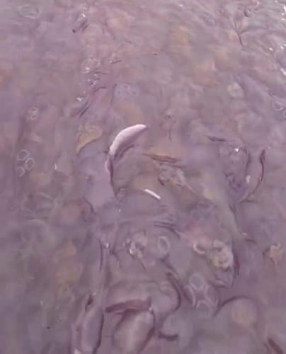 Family on fishing trip sail into massive ‘sea of jellyfish’