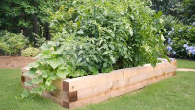 Avoiding invasive species in the garden