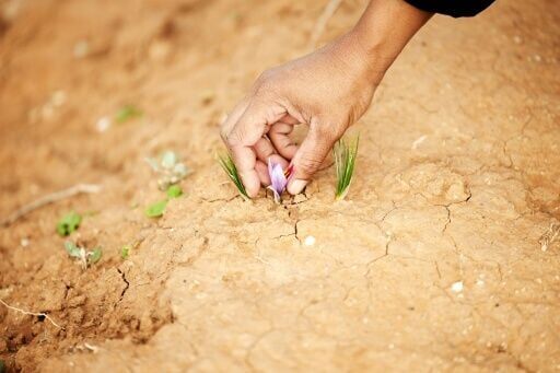 New to South Africa, saffron holds promise