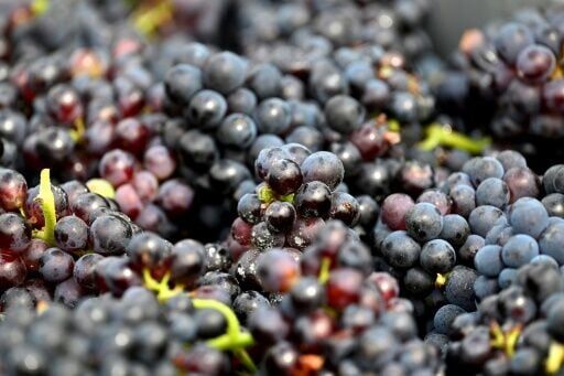 Pinot noir grapes have been cultivated in France for 600 years