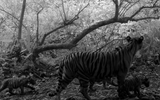 Trio of rare tiger cubs spotted in Thai national park