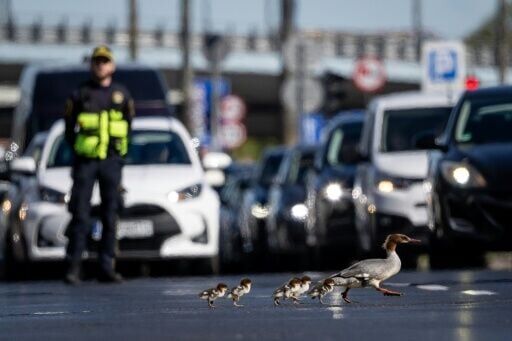 Waddling through the bustling city, the groups of mergansers are led by their silver-feathered mothers