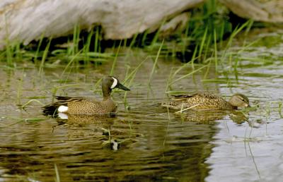 Blue-winged teal