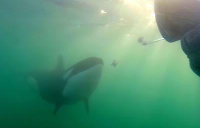Killer whales to invite humans for lunch