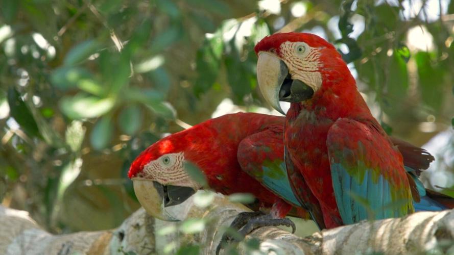 Parrot DNA shows long-distance animal trade networks existed hundreds of years ago