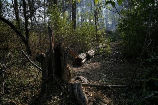 Major infrastructure development in Islamabad has meant large-scale clearance of trees and natural vegetation
