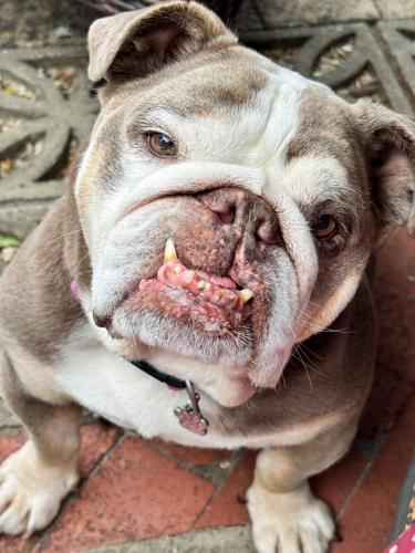 Massive 32kg dog weighing same as baby hippo sheds pounds and gets new home