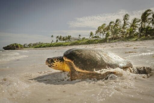 World leaders urged to step up for overexploited oceans