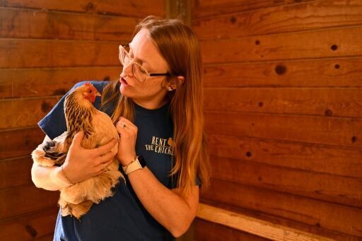 Backyard barnyard: rising egg prices prompt hen hires in US