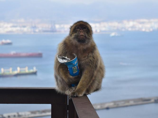 monkeyjunkfood_featured