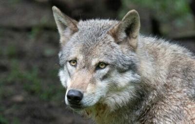 Protections drop for wolves in most of Europe