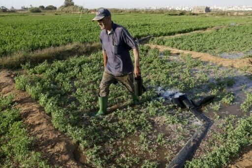 Drought-hit Morocco turns to desalination to save vegetable bounty