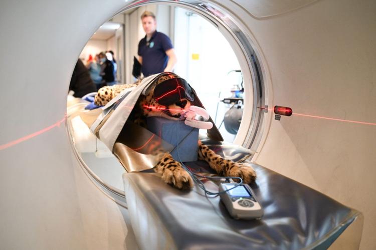 Amazing moment leopard, tiger, and cheetah are sent for CT scans