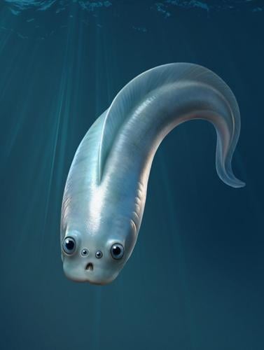 Ancient fossils reveal oldest known vertebrates had four eyes