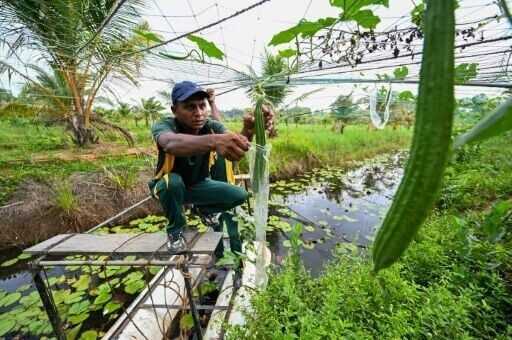 Salt of the earth: Pilot project helping reclaim Sri Lankan farms