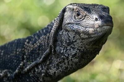 Ancient reptile tracks rewrite when animals conquered land