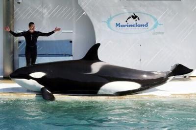 Spain marine park defends facilities after France orca transfer blocked