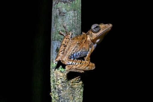 'Frogging' takes off in Borneo's jungle