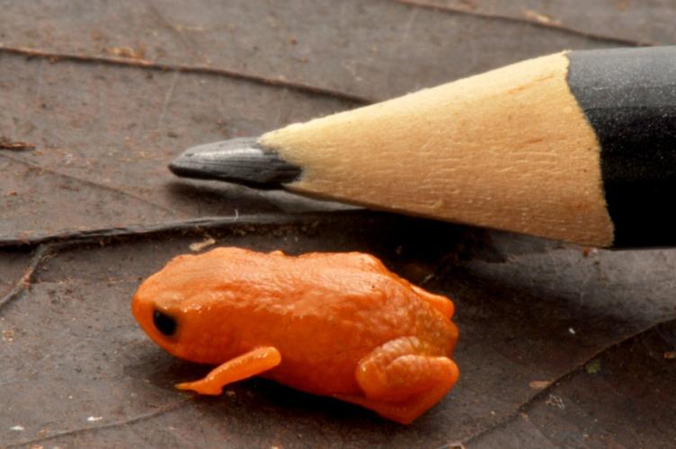 New tiny frog species no bigger than a pencil tip discovered