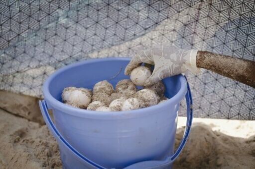 Kenya NGO saves turtles from nets, plastic and rising tides